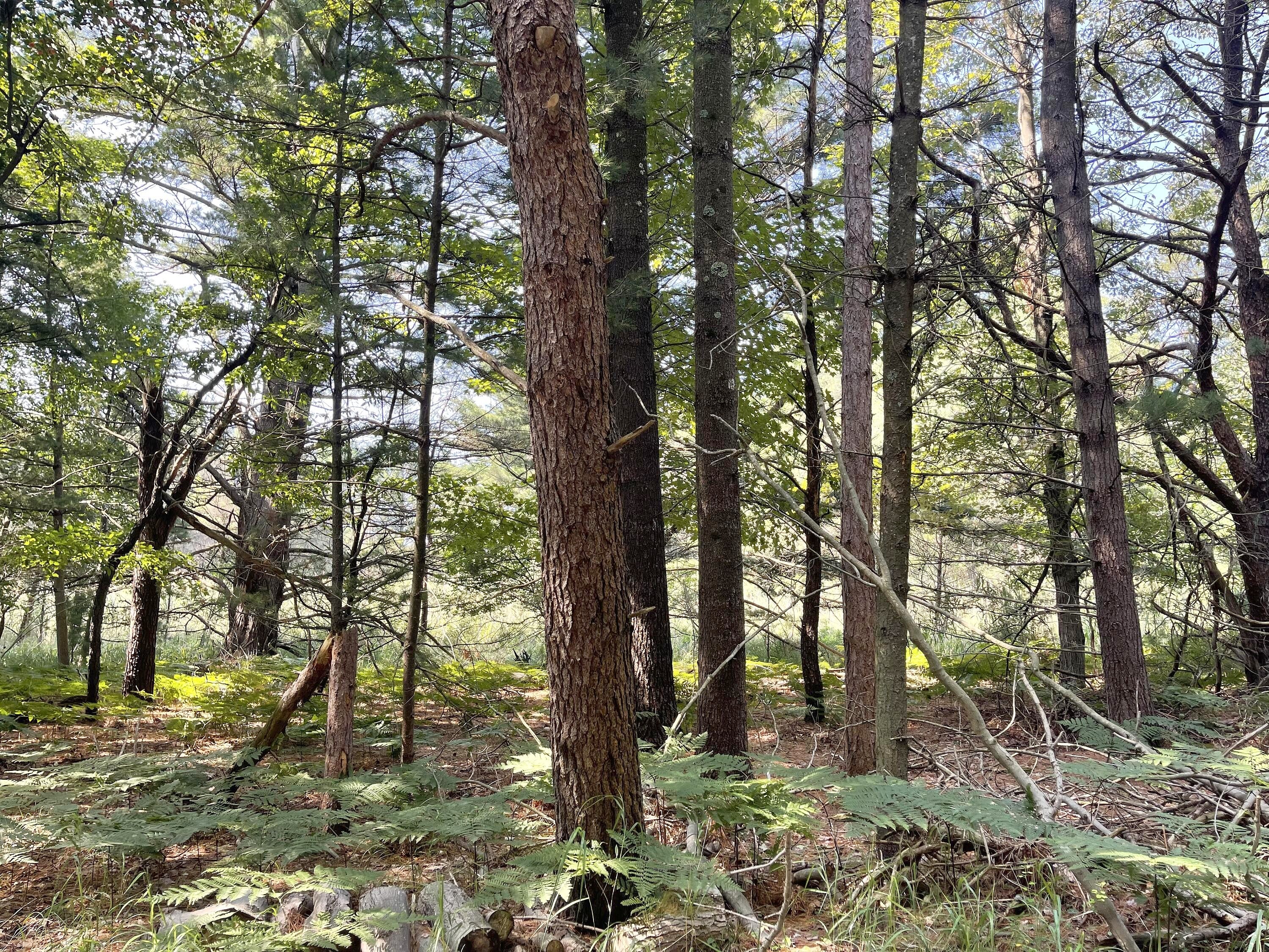 Lakeshore Road Unit 30 Acres M/L