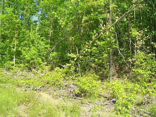 Lot 12 E Bobcat Ln  