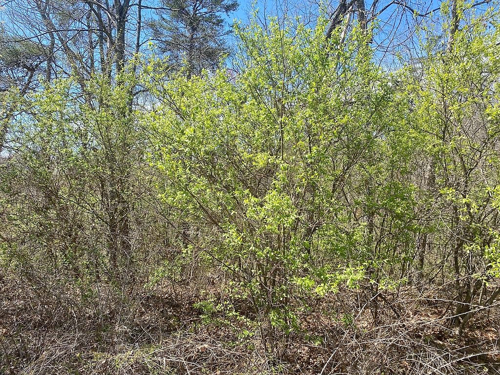 HWY 127 LOT Unit 8 HWY 127 N MAIN St  