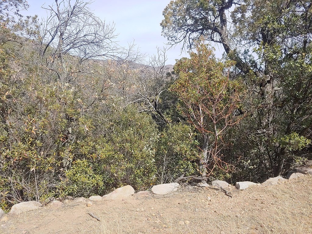 316 COCHISE Cyn TRL  