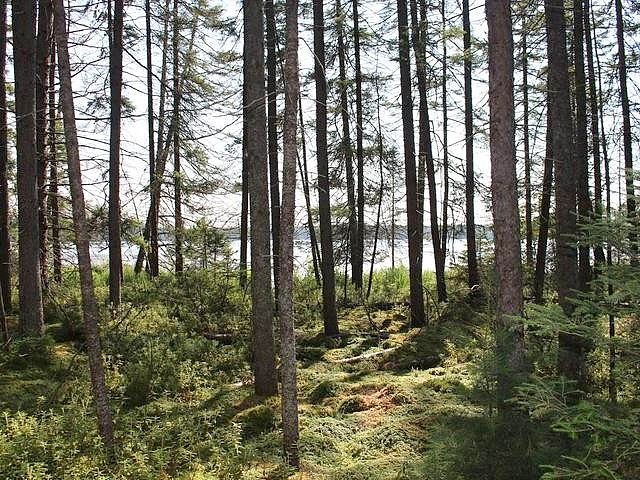 On BIRCH LAKE RD Unit Lot 4  