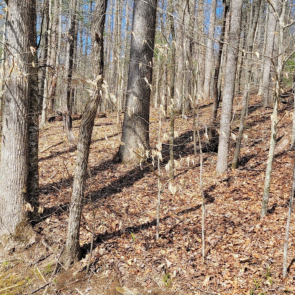 5 10 Carolina Spgs Ln