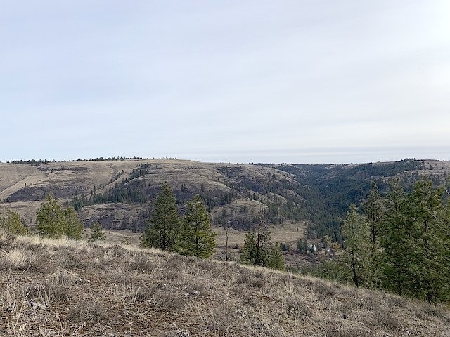 31805 E Ruffed Grouse  