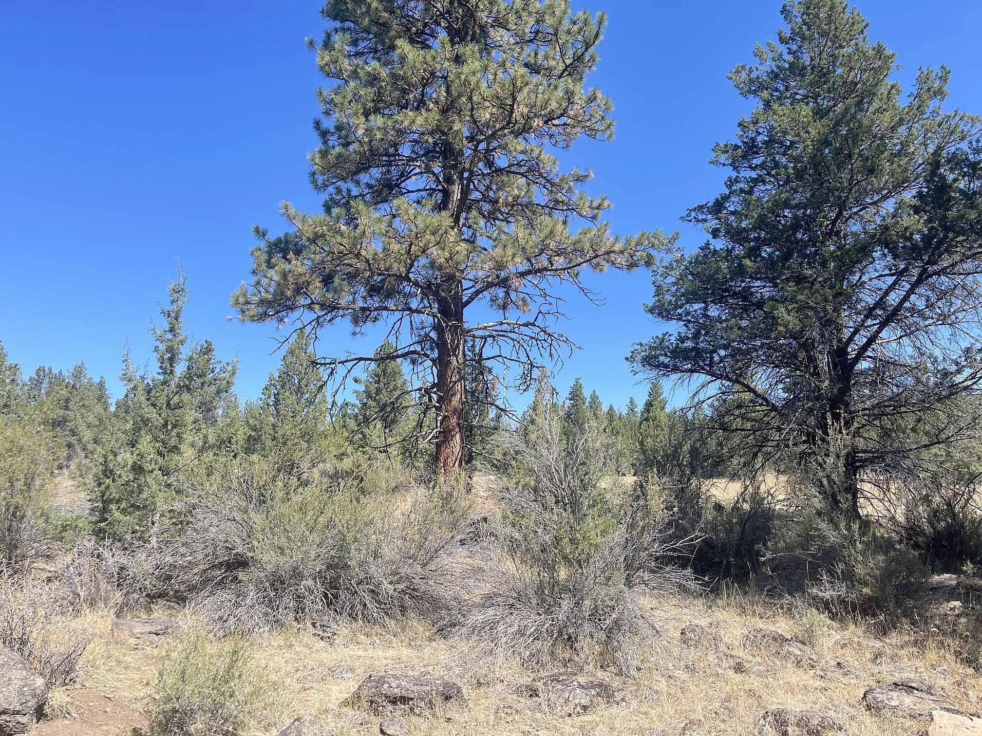 Canary Drive Unit Lot 19  