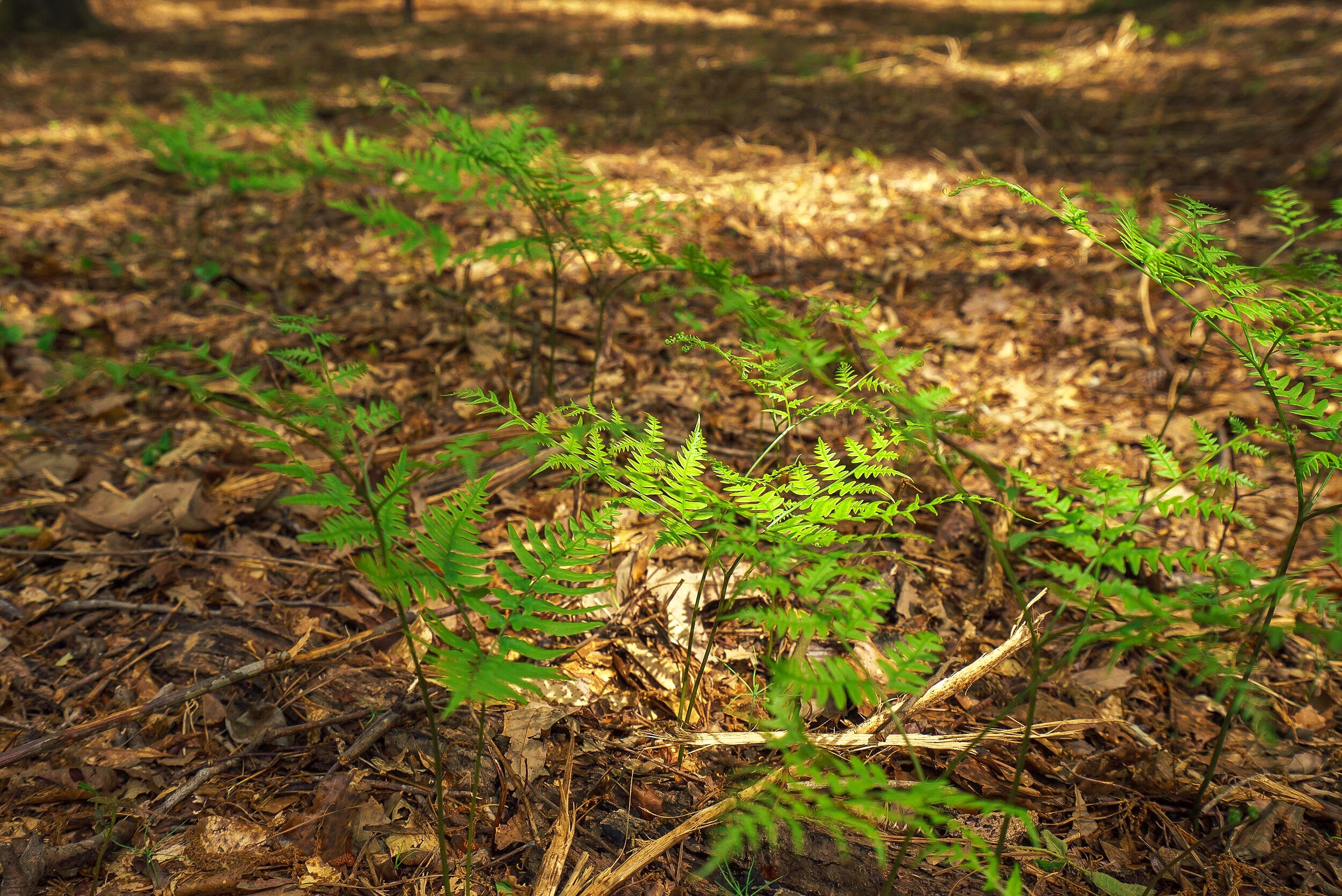 Lot 2 Banks Mill Road Rd SE  